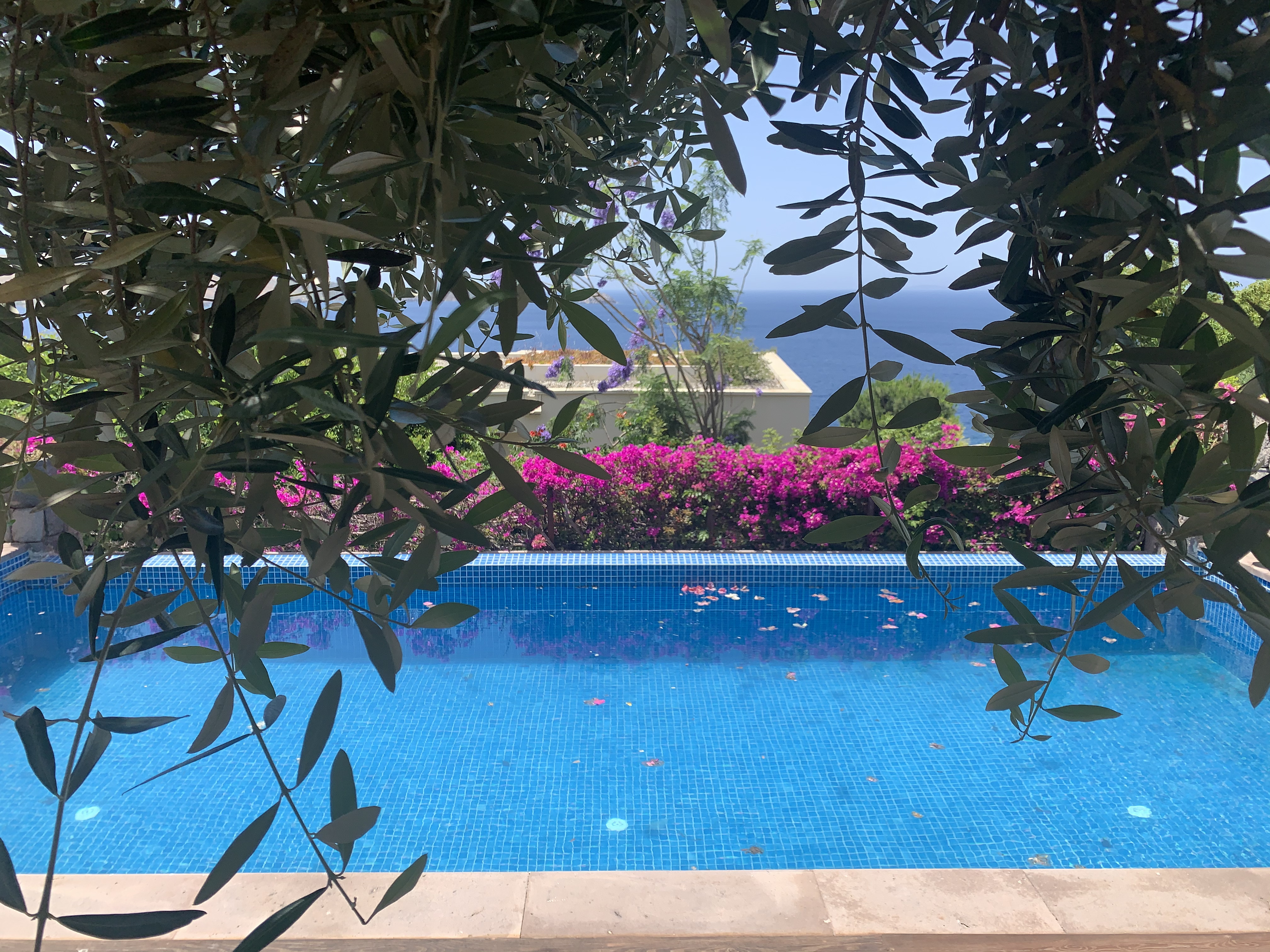 Bodrum'da özel havuzlu lüks villa, bougainvillea ve deniz manzarası